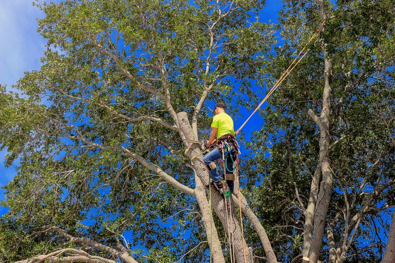 Arborist Pruning