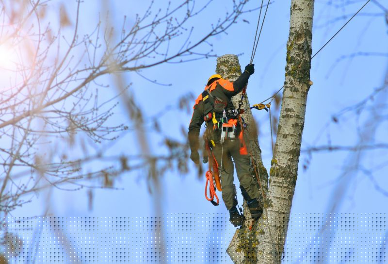 Arborist Tree Service