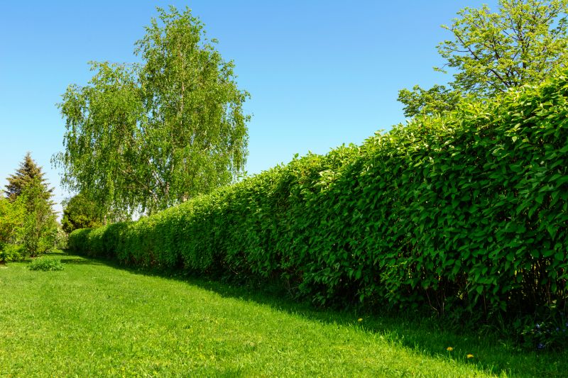 Privacy Hedge Installation
