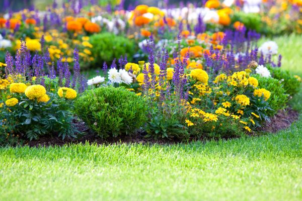 Flower Bed Maintenance in Brownsville