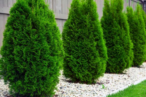 Arborvitae Planting in Brownsville