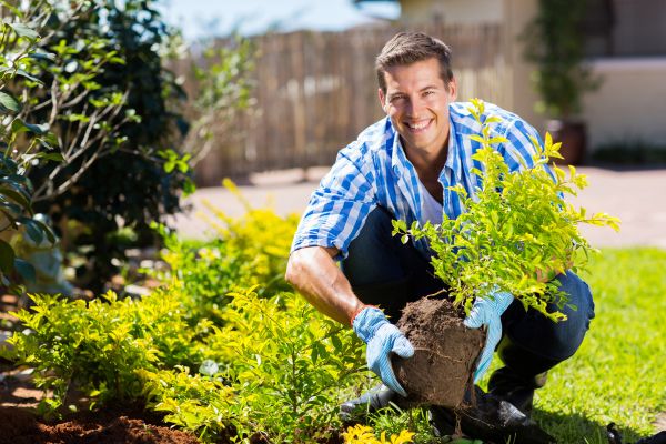 Bush Planting Service in Brownsville