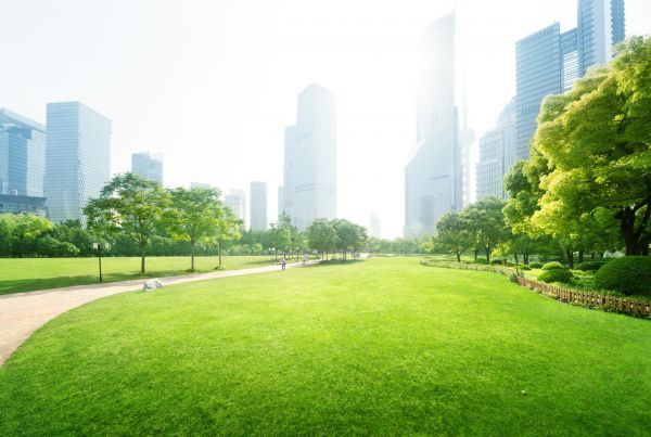 Commercial Landscape Maintenance in Brownsville