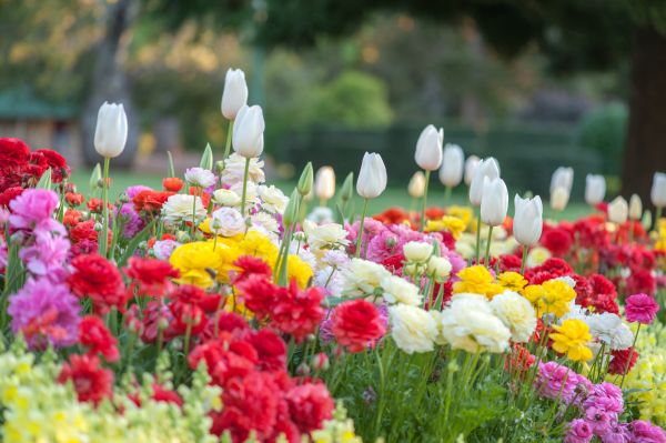 Gardening Service in Brownsville