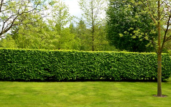 Hedge Planting in Brownsville
