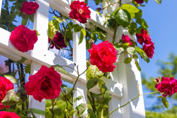 Home Gardening Service in Brownsville