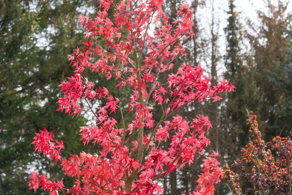 Japanese Maple Planting in Brownsville
