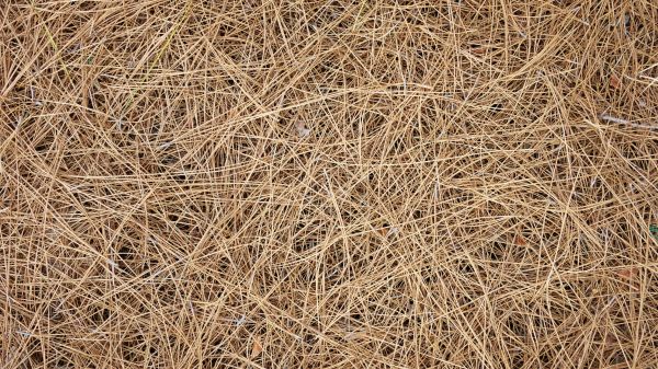 Pine Needles Delivery in Brownsville