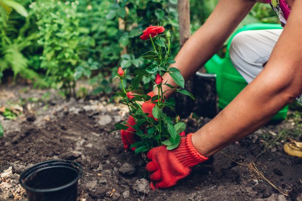 Planting Service in Brownsville