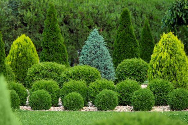 Shrub Replacement in Brownsville