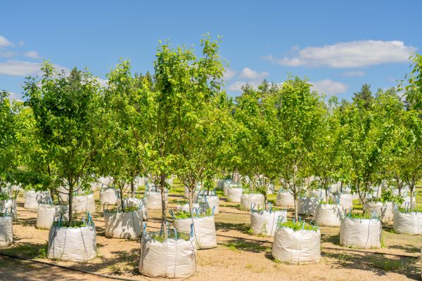 Tree Planting Service in Brownsville