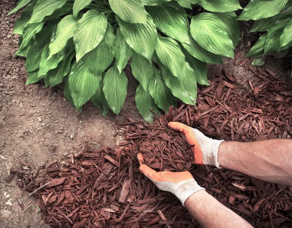 Shredded Mulch Service in Brownsville