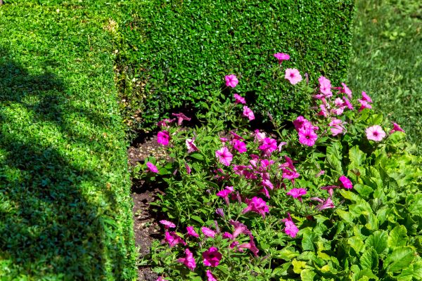 Softscaping Service in Brownsville