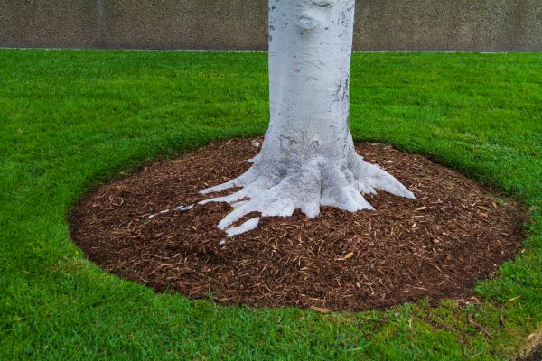 Brown Mulch Installation in Brownsville