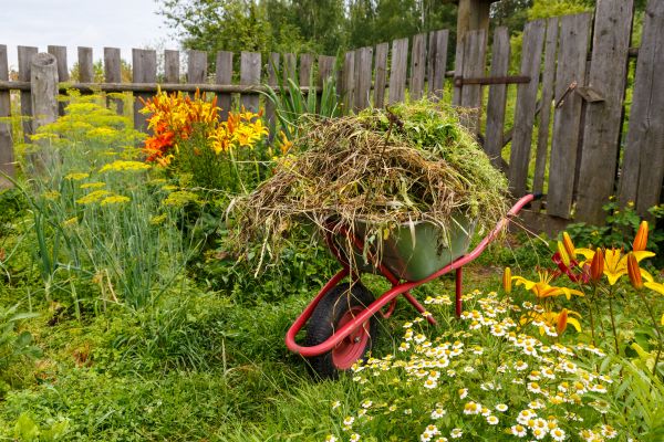 Garden Cleanup Service in Brownsville
