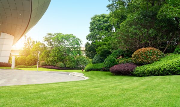 Business Landscape Design in Brownsville