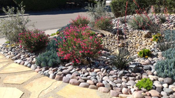 Xeriscape Landscaping in Brownsville