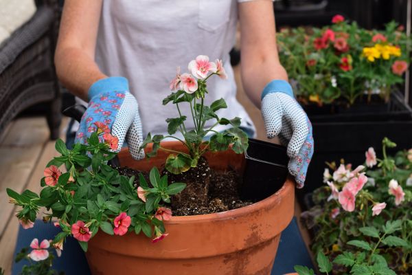 Plant Care Service in Brownsville
