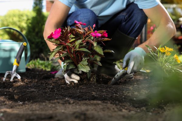 Plant Installation in Brownsville