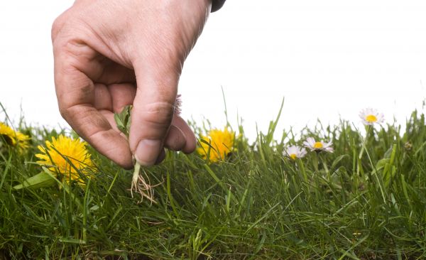 Lawn Weeding in Brownsville