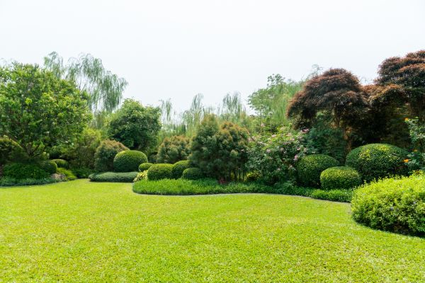 Tree Landscaping in Brownsville