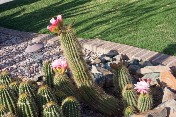 Desert Landscaping in Brownsville