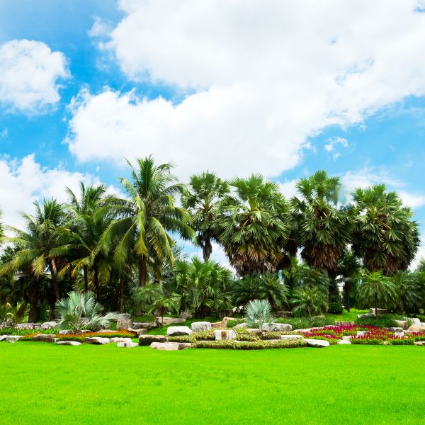 Tropical Landscaping in Brownsville