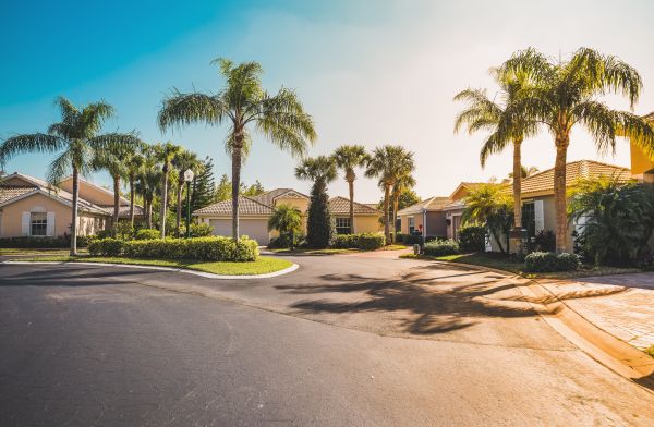 Palm Tree Landscaping in Brownsville