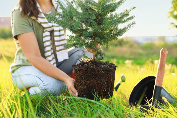Spruce Tree Planting in Brownsville