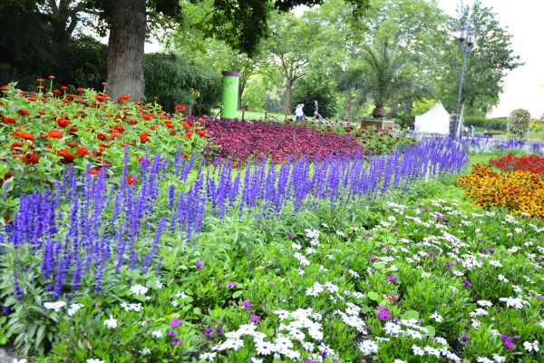 Perennials Planting in Brownsville