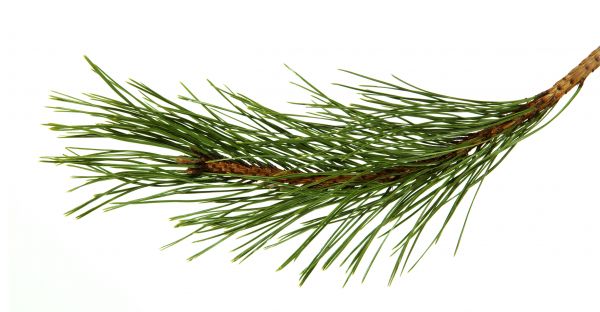 Pine Needles Installation in Brownsville