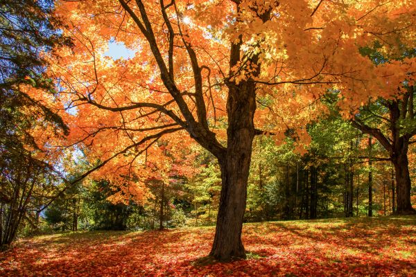 Maple Tree Planting in Brownsville