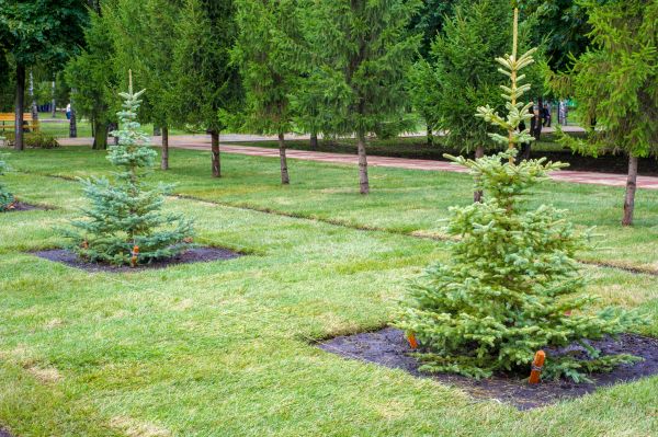 Privacy Trees Planting in Brownsville