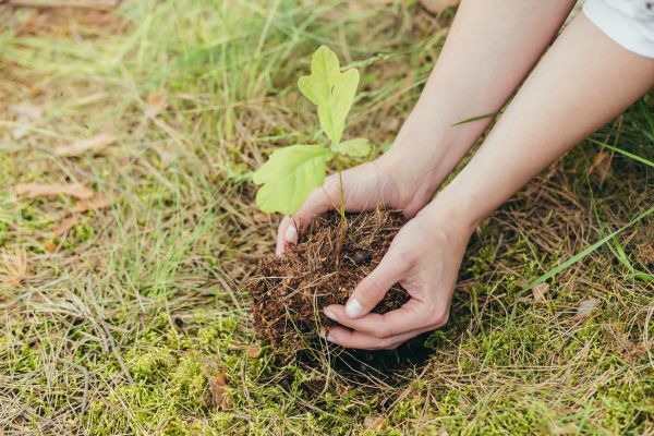 Oak Tree Planting in Brownsville