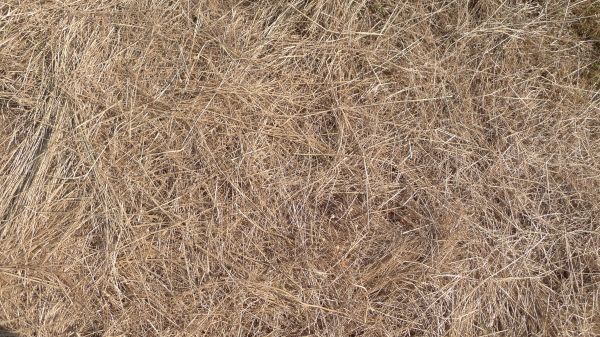 Pine Straw Replacement in Brownsville
