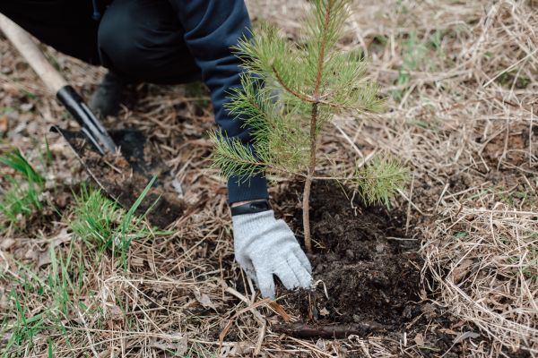 Pine Tree Planting in Brownsville