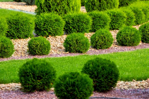 Bush Replacement in Brownsville