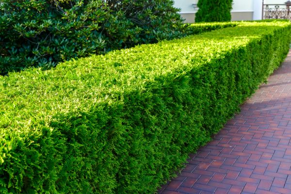 Hedge Installation in Brownsville