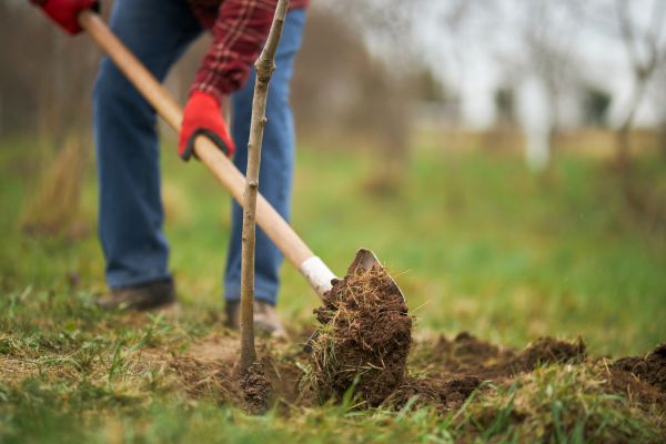Trees Planting in Brownsville