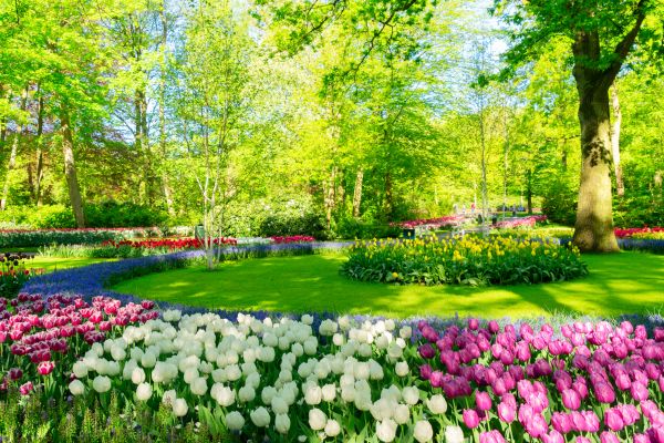 Flower Landscaping in Brownsville