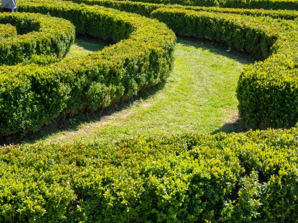 Bush Landscaping in Brownsville