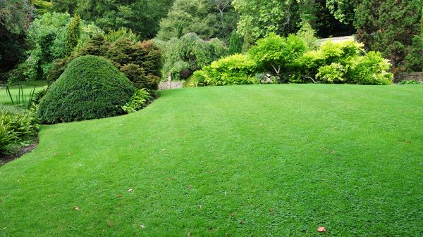 Commercial Landscape Design in Brownsville