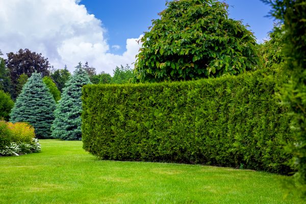 Hedge Landscaping in Brownsville