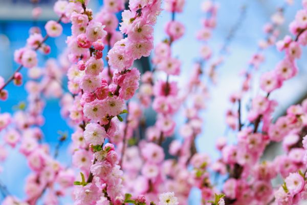 Japanese Cherry Tree Planting in Brownsville