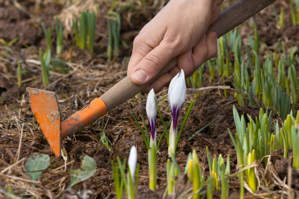 Flower Garden Weeding in Brownsville