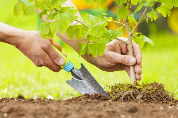 Fruit Tree Planting in Brownsville