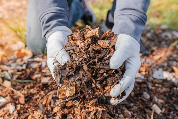 Shredded Mulch Installation in Brownsville
