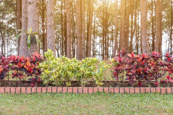Small Garden Landscaping in Brownsville