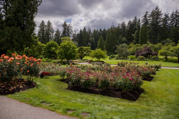 Flower Garden Landscaping in Brownsville