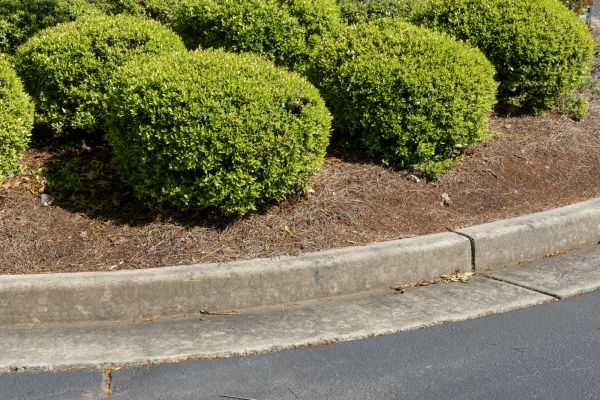 Pine Mulch Installation in Brownsville